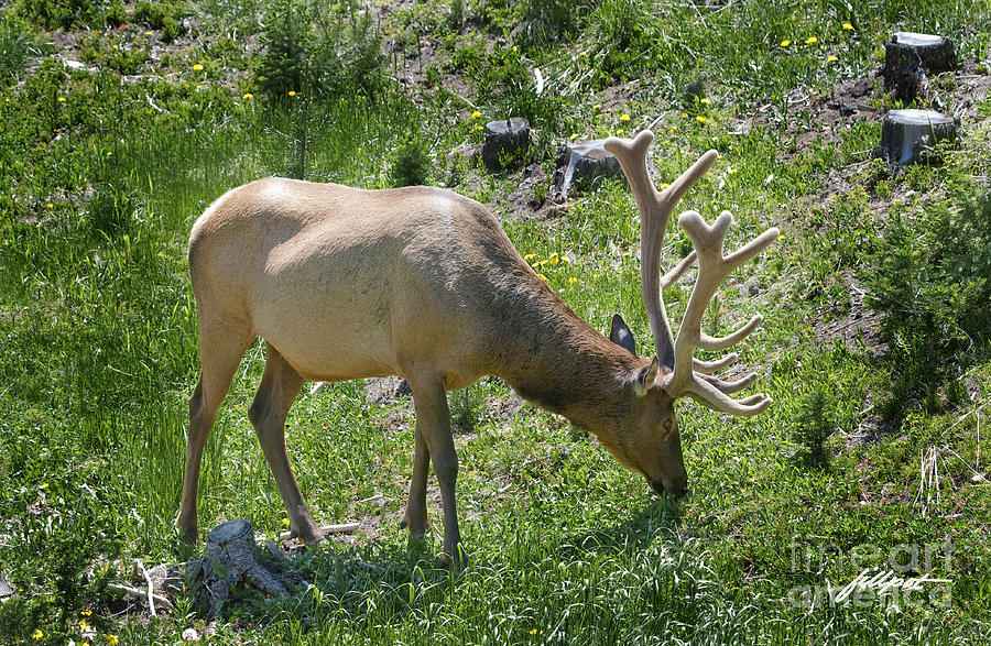 Rocky Mountain National Park Photograph - Rocky Mountain Elk by Bon and Jim Fillpot