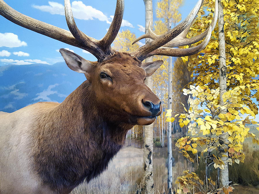 Rocky Mountain Elk Photograph by Karon Melillo DeVega