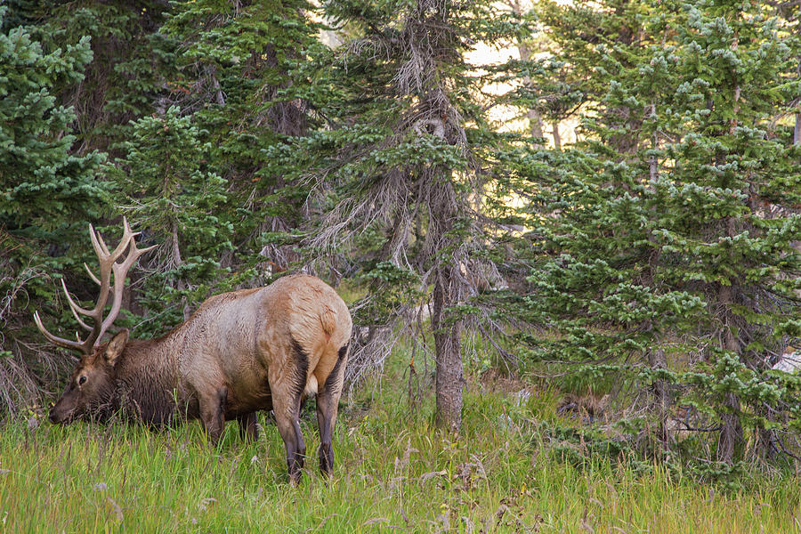 Rocky mountain elk Photograph by Kunal Mehra