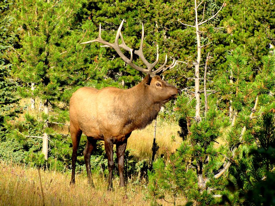 Rocky Mountain Elk Photograph by Marilyn Smith