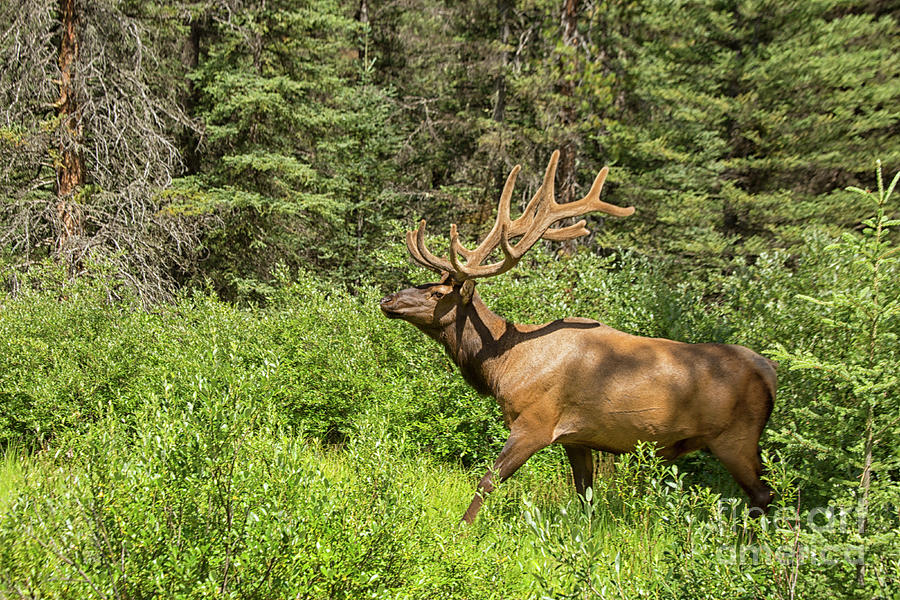Rocky mountain Elk Photograph by Patricia Hofmeester