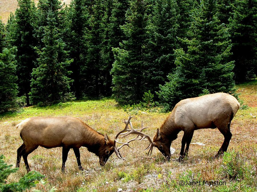Rocky Mountain Elk Rutting Photograph by Janet Marston