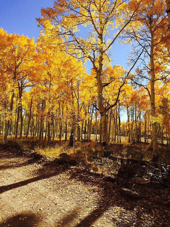 Rocky Mountain Fall Colors Photograph by Travis Fullmer - Fine Art America