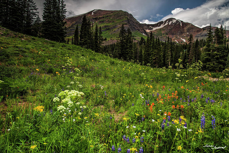 Crested Butte Photograph - Rocky Mountain Floral by Lena Sandoval-Stockley