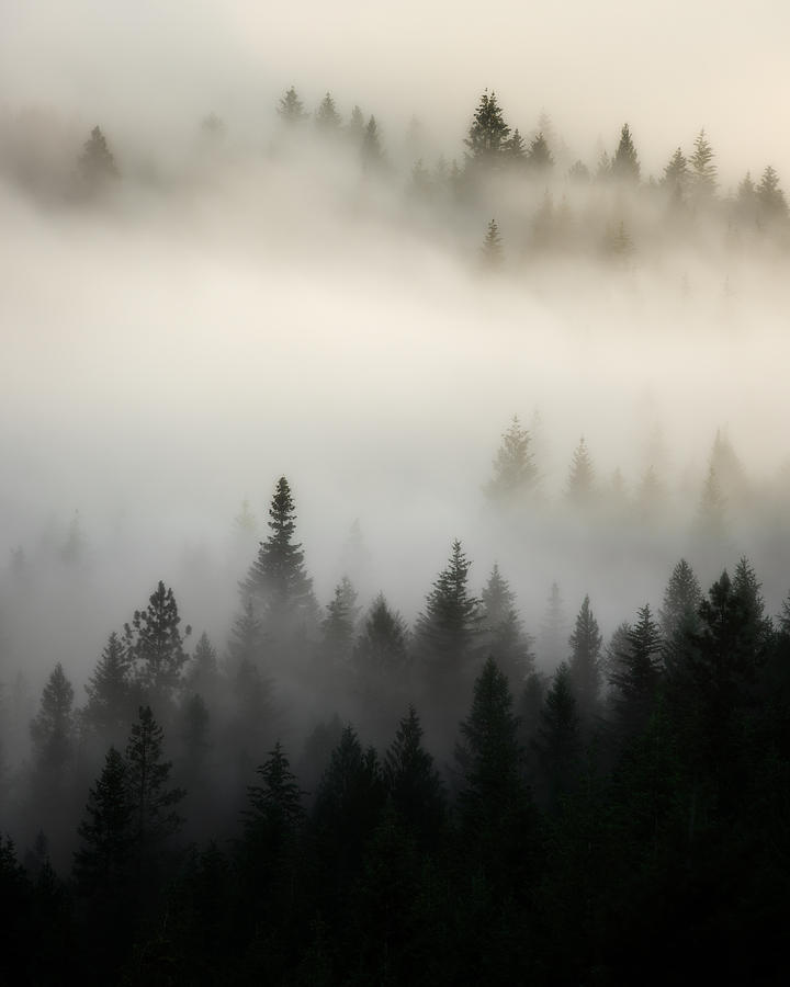 Tree Photograph - Rocky Mountain Fog by Matt Hammerstein