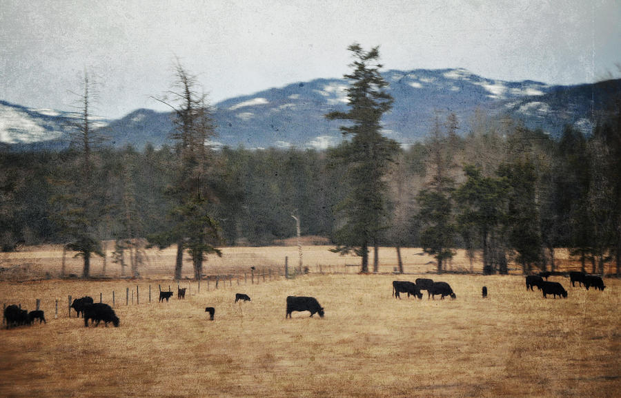 The Great Train Robbery Photograph - Rocky Mountain Foothills Cattle Ranch Montana by Kyle Hanson