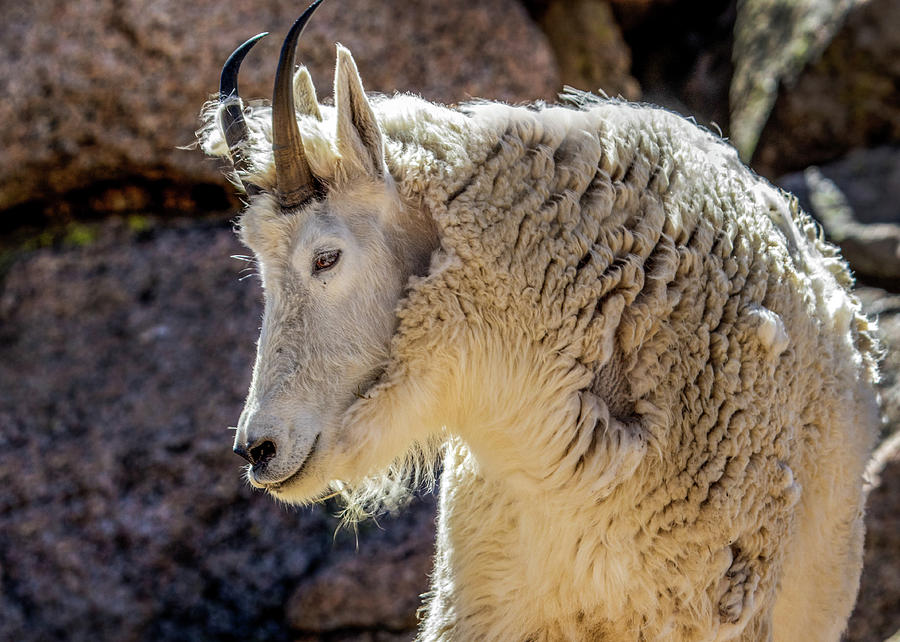 Mountain Goat Photograph by Dawn Key