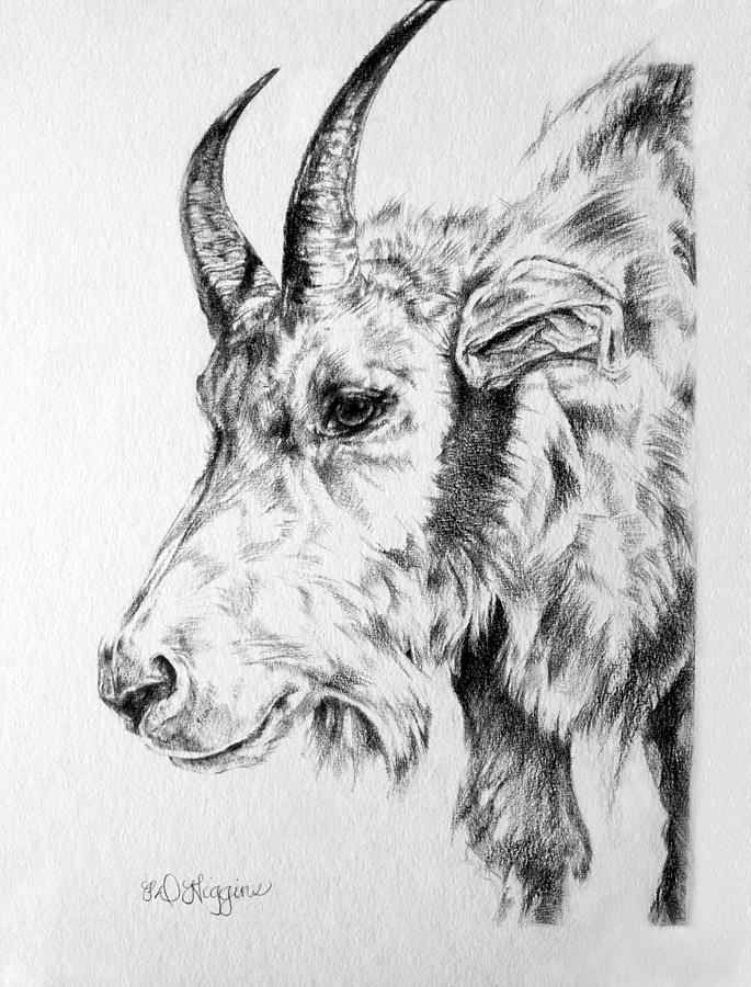 Rocky Mountain Goat Drawing by Derrick Higgins