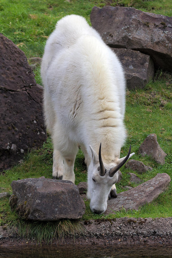 Rocky Mountain Goat Grazing Photograph