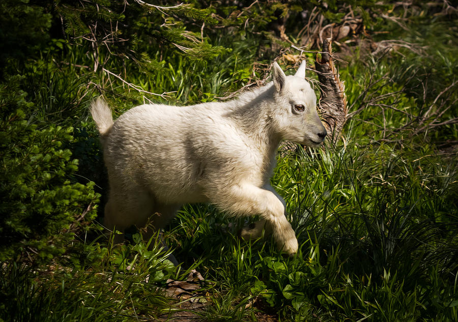Rocky Mountain Goat Kid Frolicking Photograph by Rikk Flohr