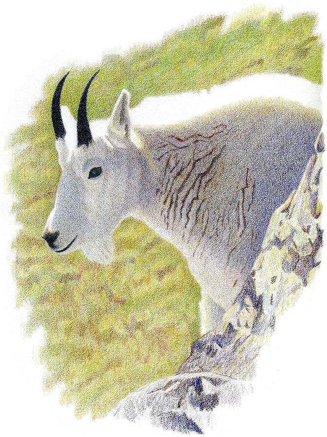 Wildlife Drawing - Rocky Mountain Goat Portrait by Dan Miller