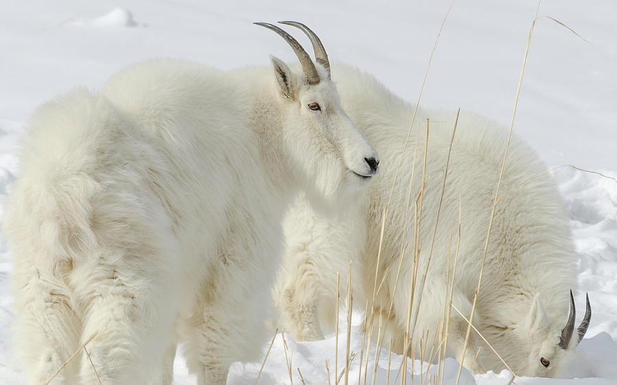 Goat Photograph - Rocky Mountain Goats In Wyoming Winter by Yeates Photography