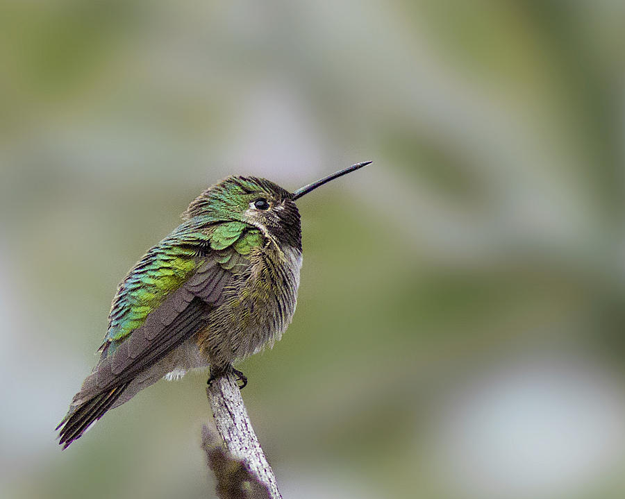 Broad Tailed Hummingbird 2 Photograph by Lowell Monke | Fine Art America