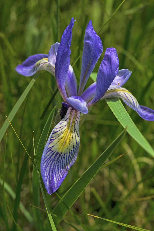 Rocky Mountain Iris Photograph by Alana Thrower