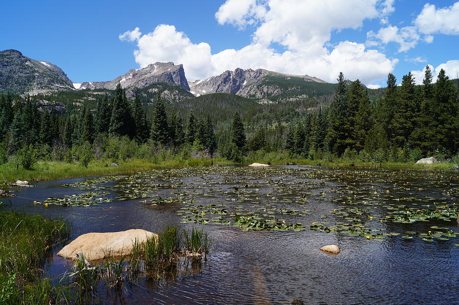 Rocky Mountain Lilly Pond  Photograph by Dennis Boyd