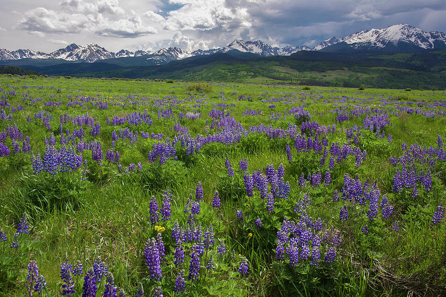 Rocky Mountain Lupine Landscape Photograph by Aaron Spong