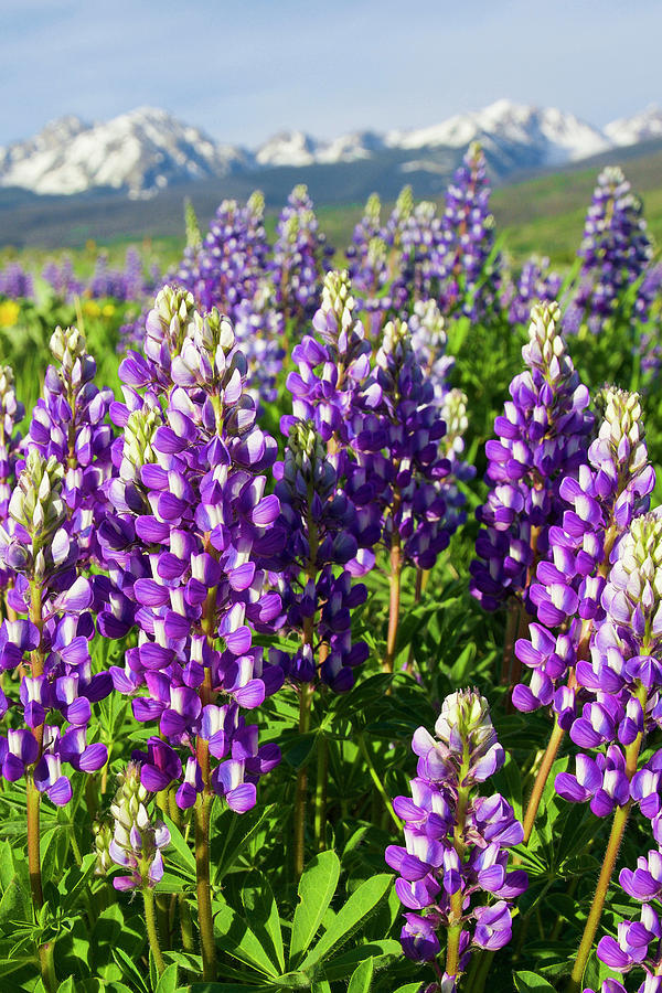 Rocky Mountain Lupines  Photograph by Aaron Spong