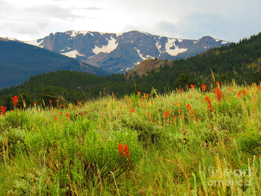 Rocky Mountain Meadow Photograph by Aimee Mouw