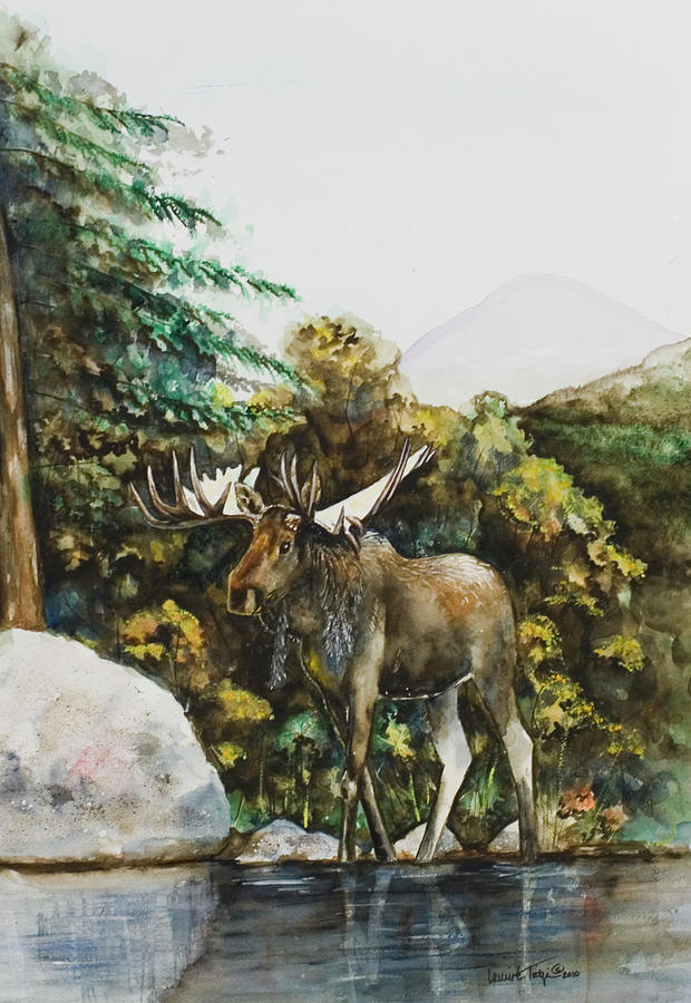 Rocky Mountain Moose Painting by Laurie Tietjen