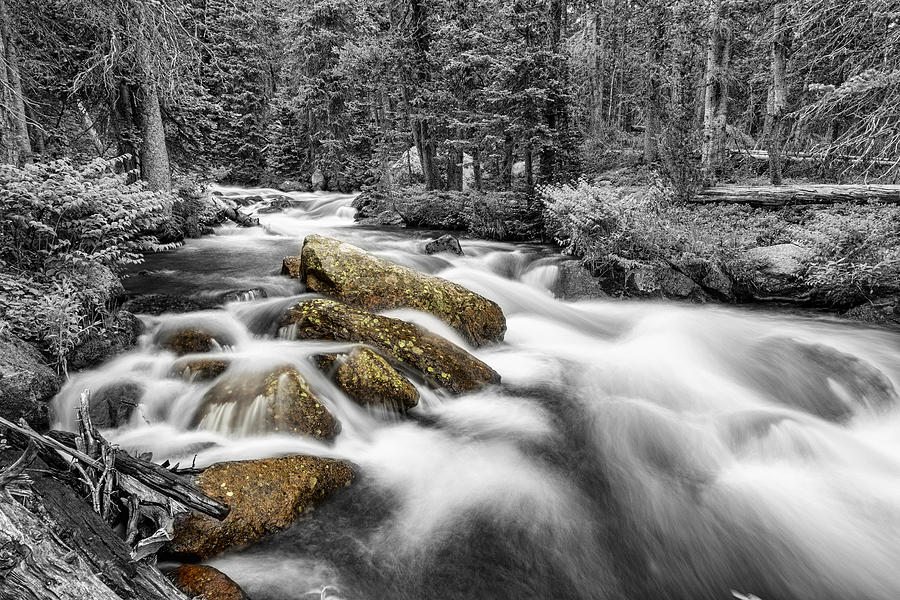 Rocky Mountain National Forest Stream BWSC Photograph by James BO Insogna