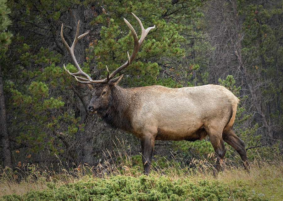 Rocky Mountain National Park Bull Elk Photograph by John Vose