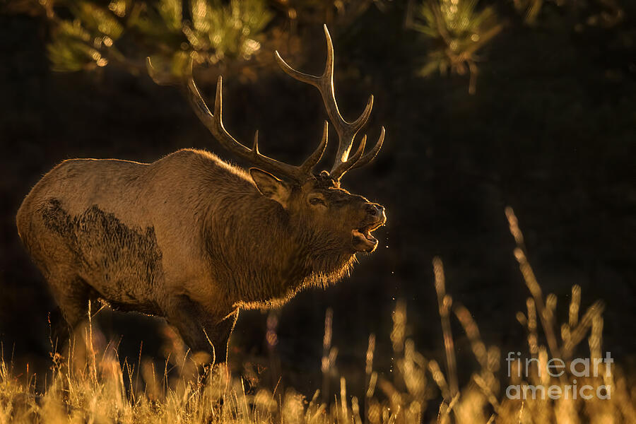 Rocky Mountain National Park Bull Elk Photograph by Priscilla Burgers