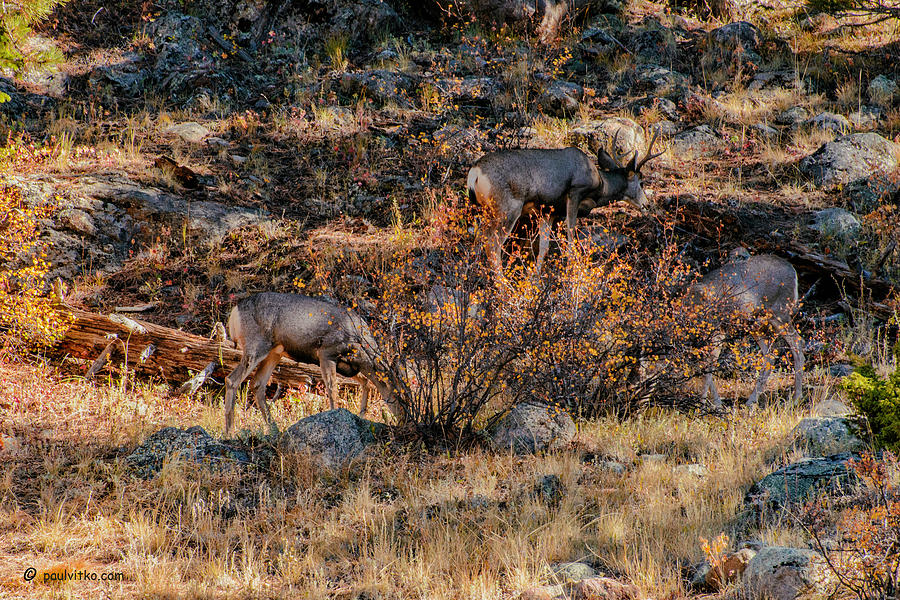 Rocky Mountain National Park Deer Colorado Photograph by Paul Vitko