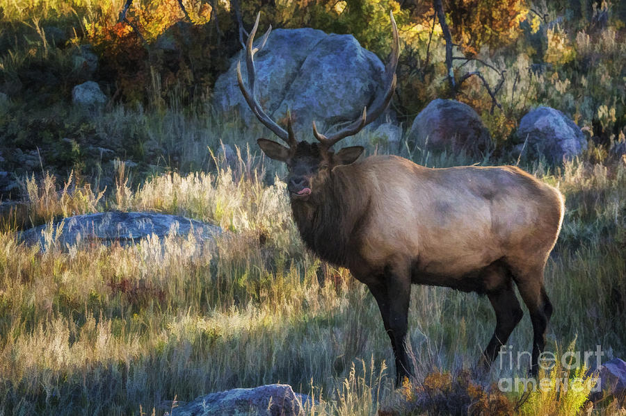 Rocky Mountain National Park Photograph - Rocky Mountain National Park Elk by Priscilla Burgers