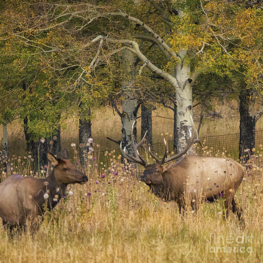 Rocky Mountain National Park Photograph - Rocky Mountain National Park Elk Rut by Priscilla Burgers