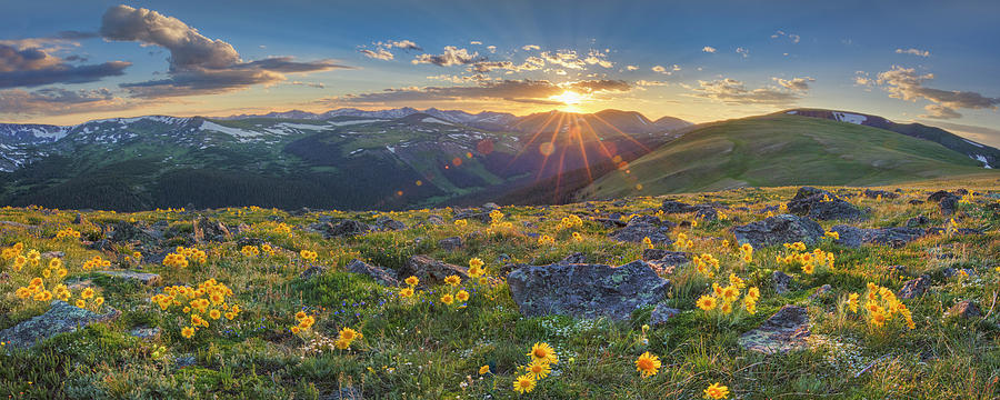 Rocky Mountain National Park Summer Sunflowers Pano 1 Photograph