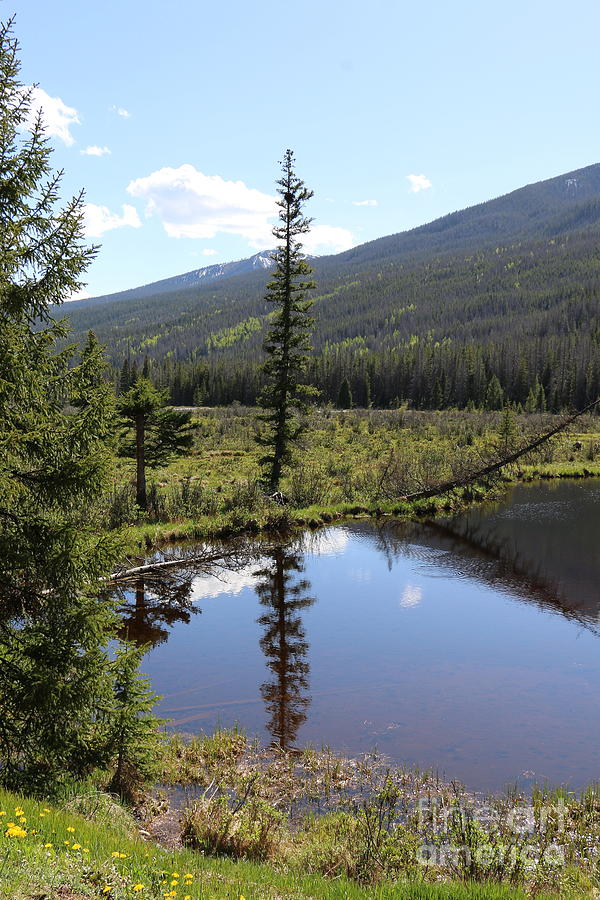 Rocky Mountain NP Beaver Ponds Photograph by Christiane Schulze Art And Photography