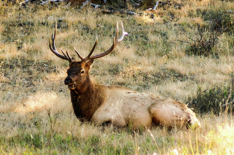 Rocky Mountain NP Elk Photograph by Joe Kopp