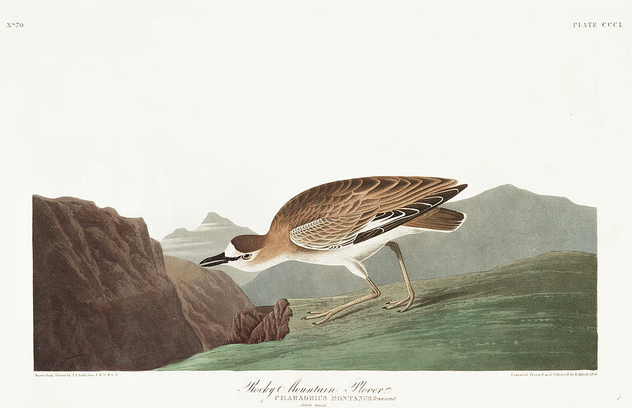 John James Audubon Painting - Rocky Mountain Plover by John James Audubon