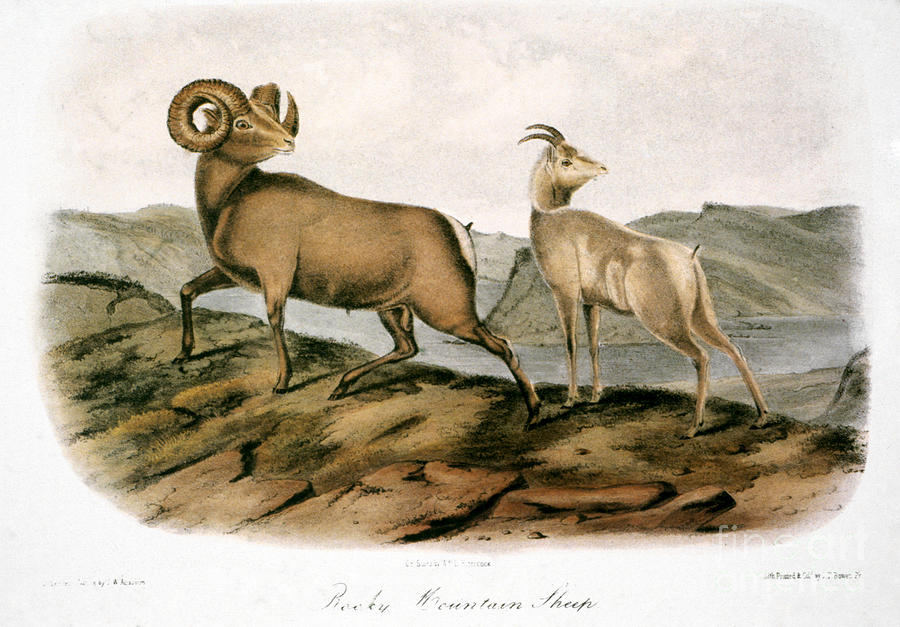 Sheep Photograph - Rocky Mountain Sheep, 1846 by Granger