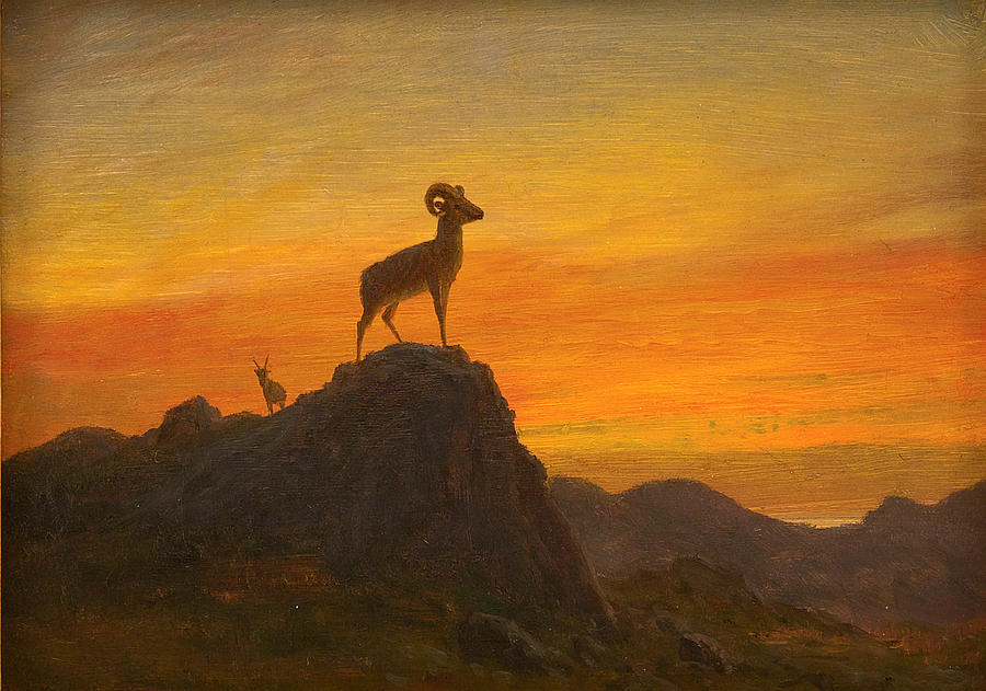 Rocky Mountain Sheep Painting by Albert Bierstadt