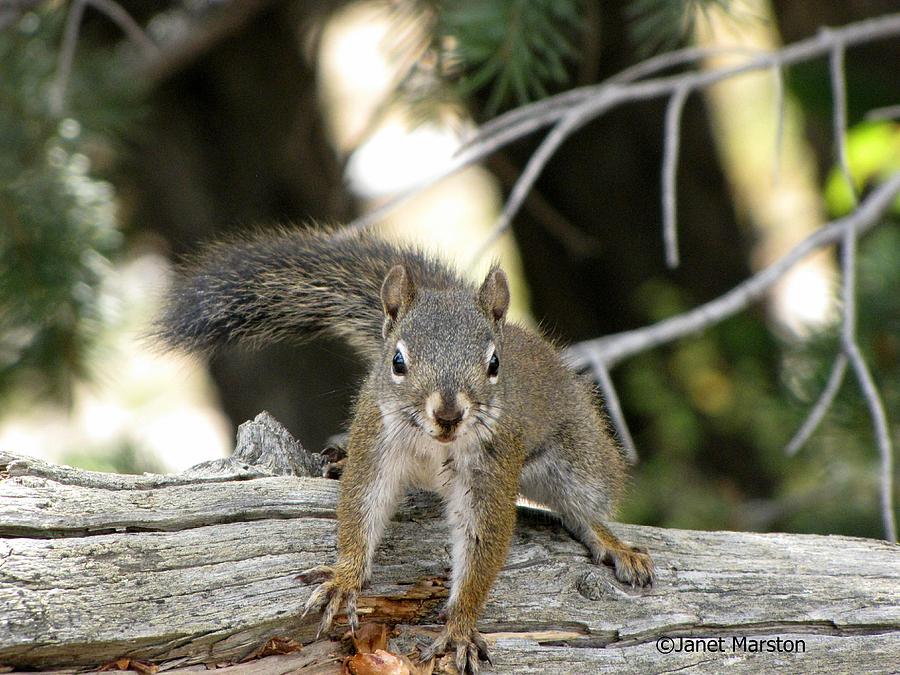 Rocky Mountain Squirrel Photo Photograph by Janet Marston