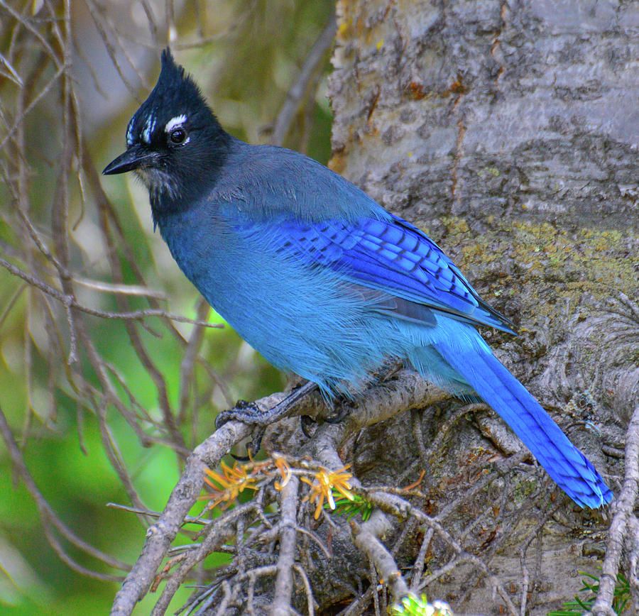 Rocky Mountain Stellar Jay Photograph by Jeff Black - Fine Art America