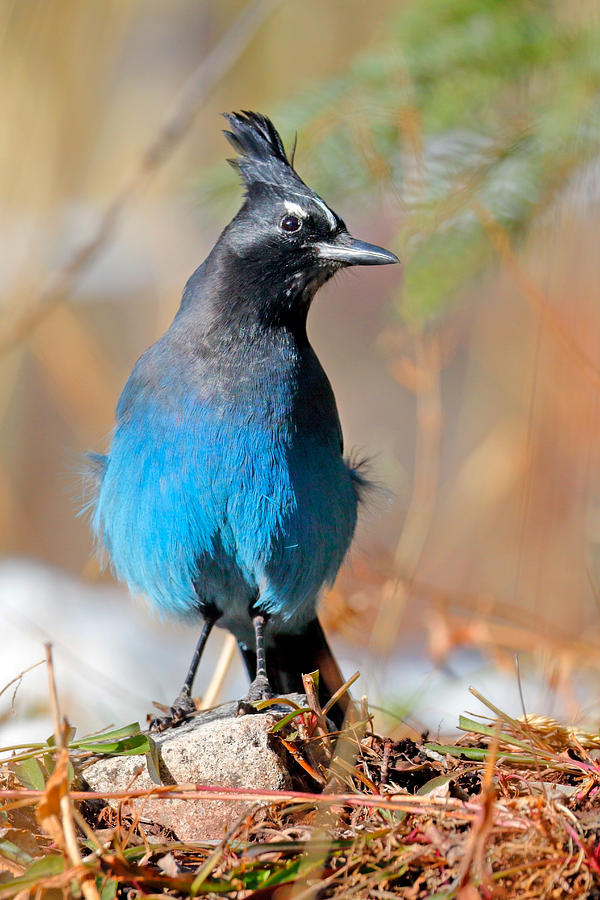 Rocky Mountain Stellers Jay Photograph by Nicholas Blackwell