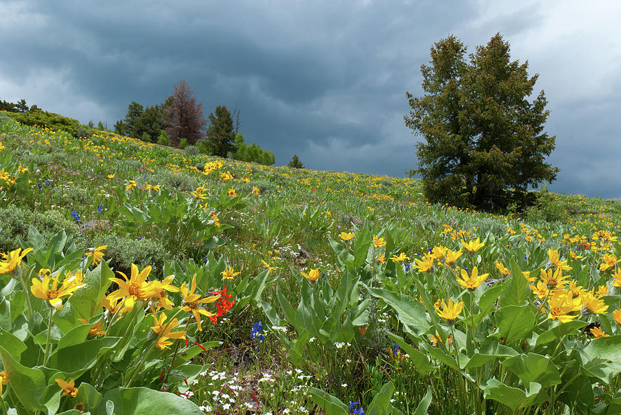 Rocky Mountain Summer Meadow and Rain Clouds Photograph by Cascade Colors