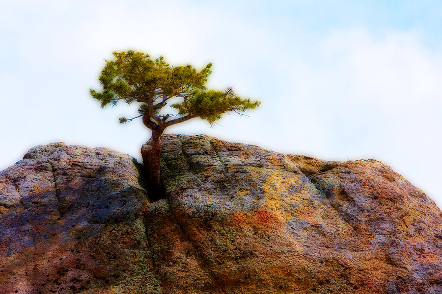 Nature Photograph - Rocky Mountain Tree by James BO Insogna