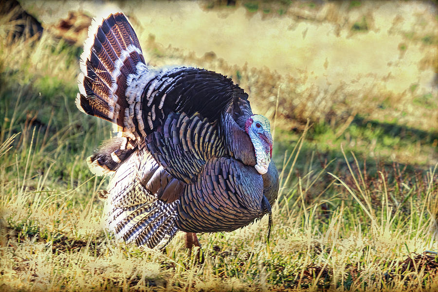 Rocky Mountain Wild Turkey Photograph by James BO Insogna
