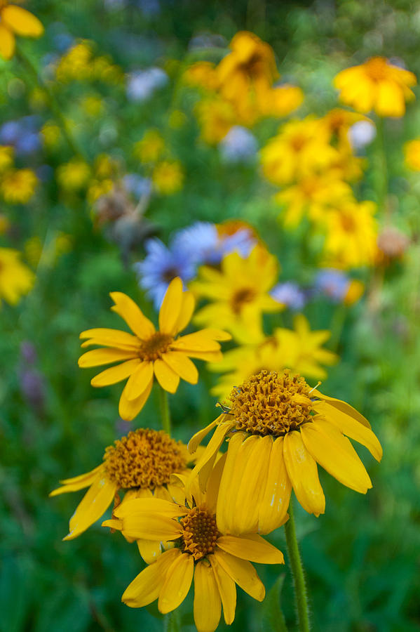 Rocky Mountain Wildflowers Photograph by Cascade Colors