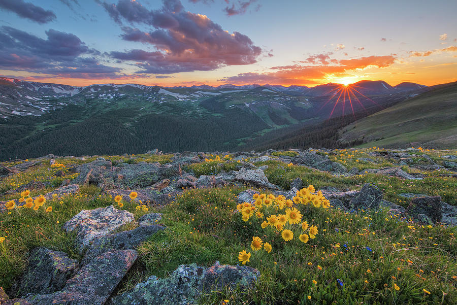 Rocky Mountain Wildflowers of Colorado 2 Photograph by Rob Greebon Pixels