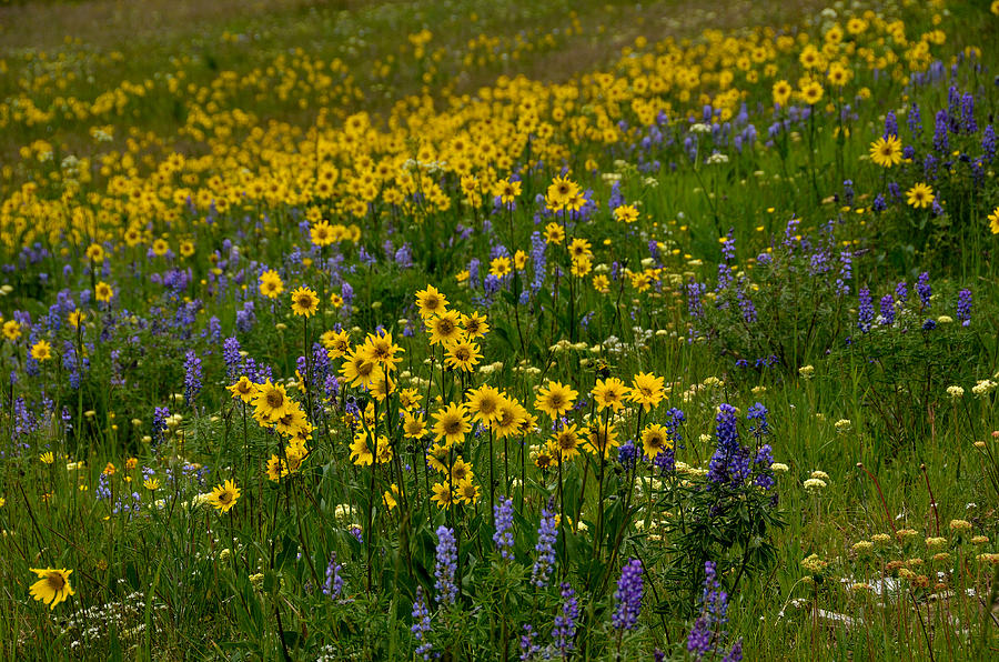 Rocky Mountain Wildflowers Photograph by Tranquil Light Photography