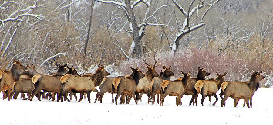 Wildlife Photograph - Rocky Mountain Winter Elk by Dale Jackson