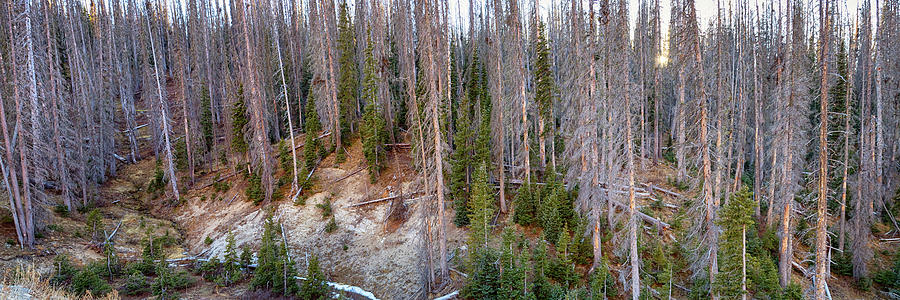Rocky Mountain Wolf Creek Pass Panorama Photograph