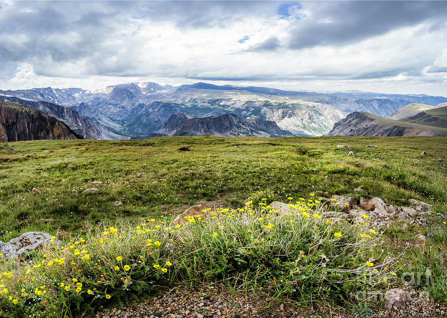 Rocky Mountain Yellow Cinquefoils Frame Beartooth Pass Photograph by Karen Jorstad