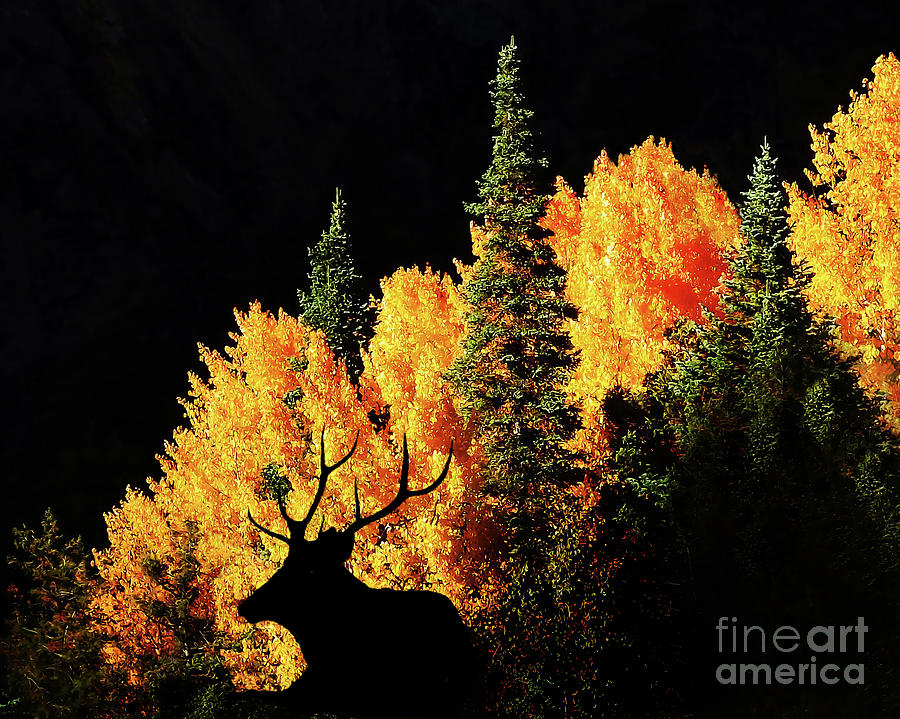 Rocky Mountin Elk Digital Art by Terril Heilman