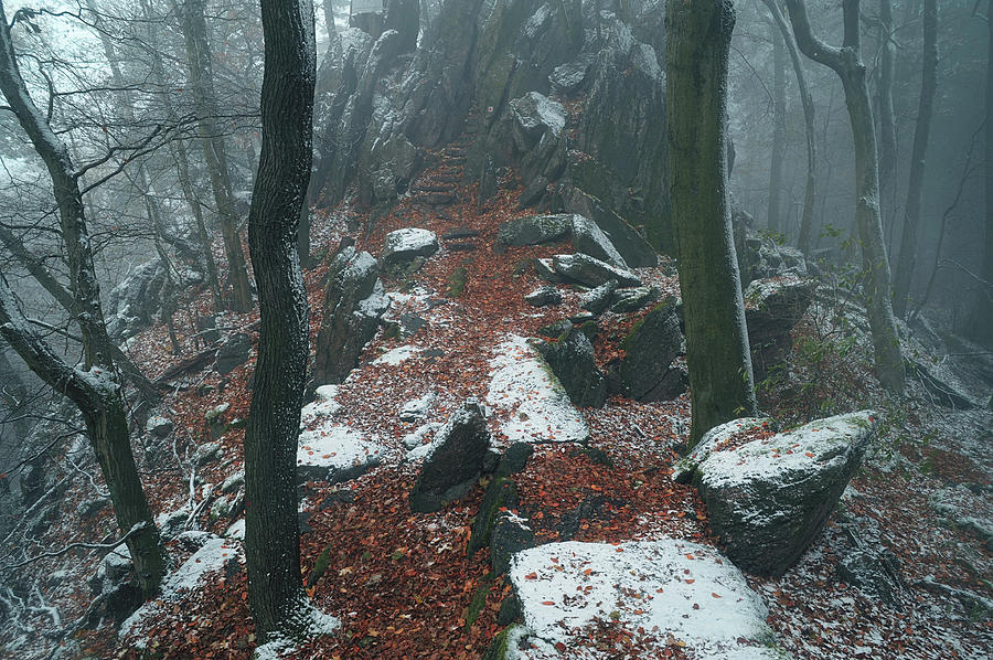 Rocky Path.  In Mysterious Woods Photograph by Jenny Rainbow