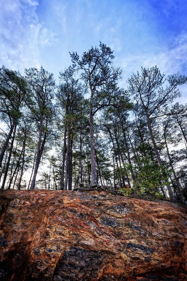 Rocky Pines Photograph by Alan Raasch